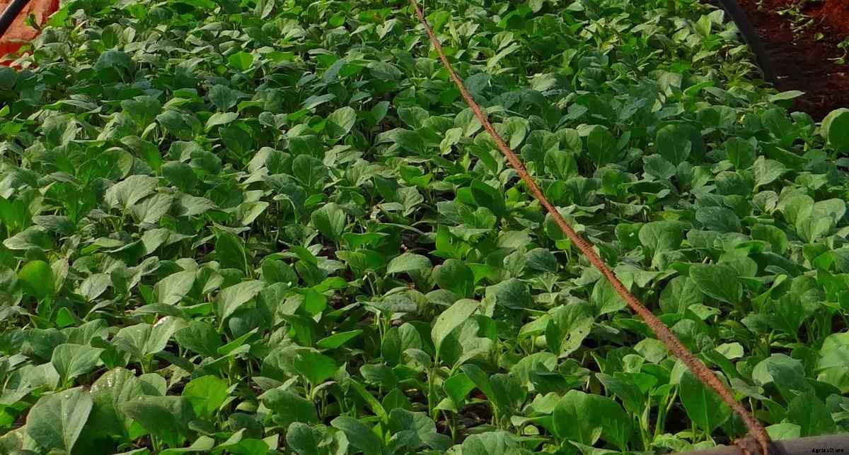 Growing Eggplant in Aquaponics (Baigan/Brinjal/Vankaya)