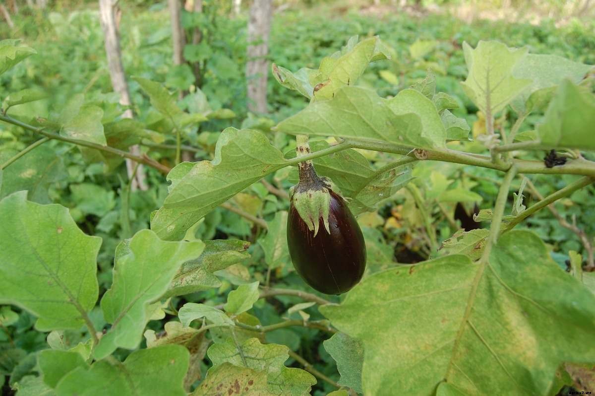 Growing Eggplant in Aquaponics (Baigan/Brinjal/Vankaya)