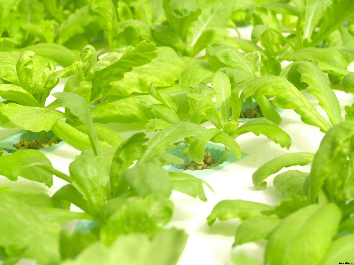 Hydroponics Perlite Growing Medium, Advantages