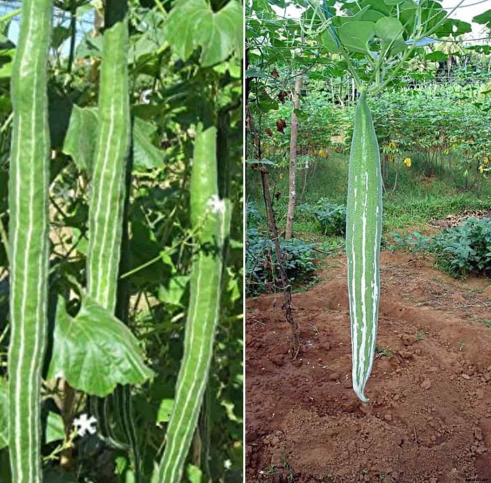Pests of Snake Gourd, Snake Gourd Seed Germination
