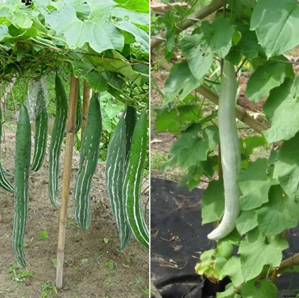 Pests of Snake Gourd, Snake Gourd Seed Germination