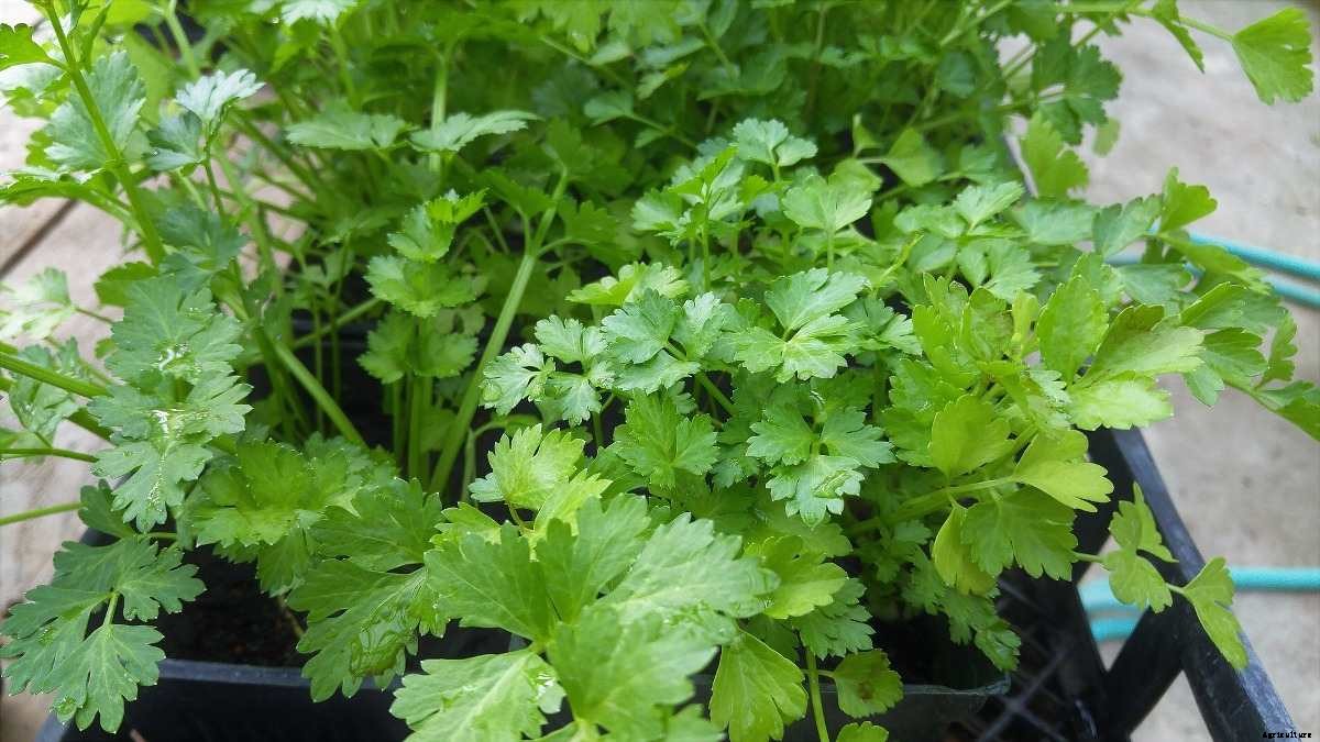Growing Coriander in Aquaponics (Cilantro/Dhaniya)