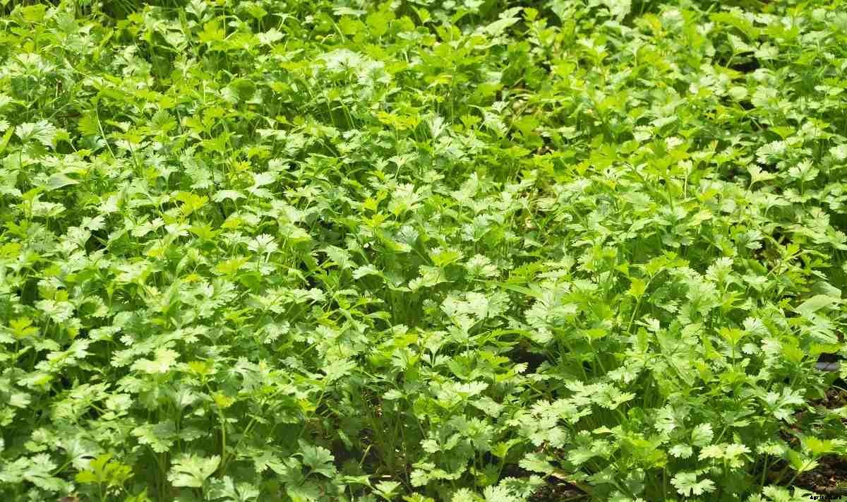 Growing Coriander in Aquaponics (Cilantro/Dhaniya)