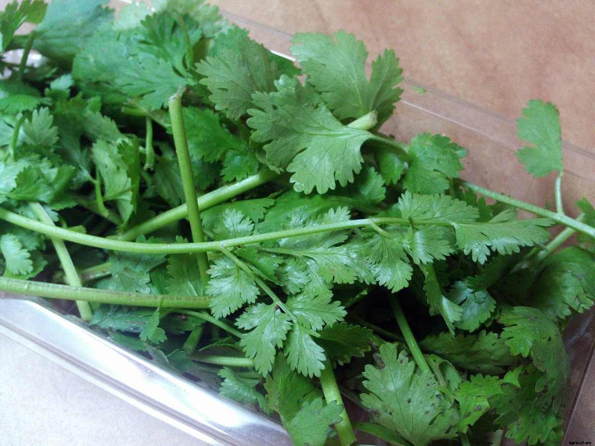 Growing Coriander in Aquaponics (Cilantro/Dhaniya)