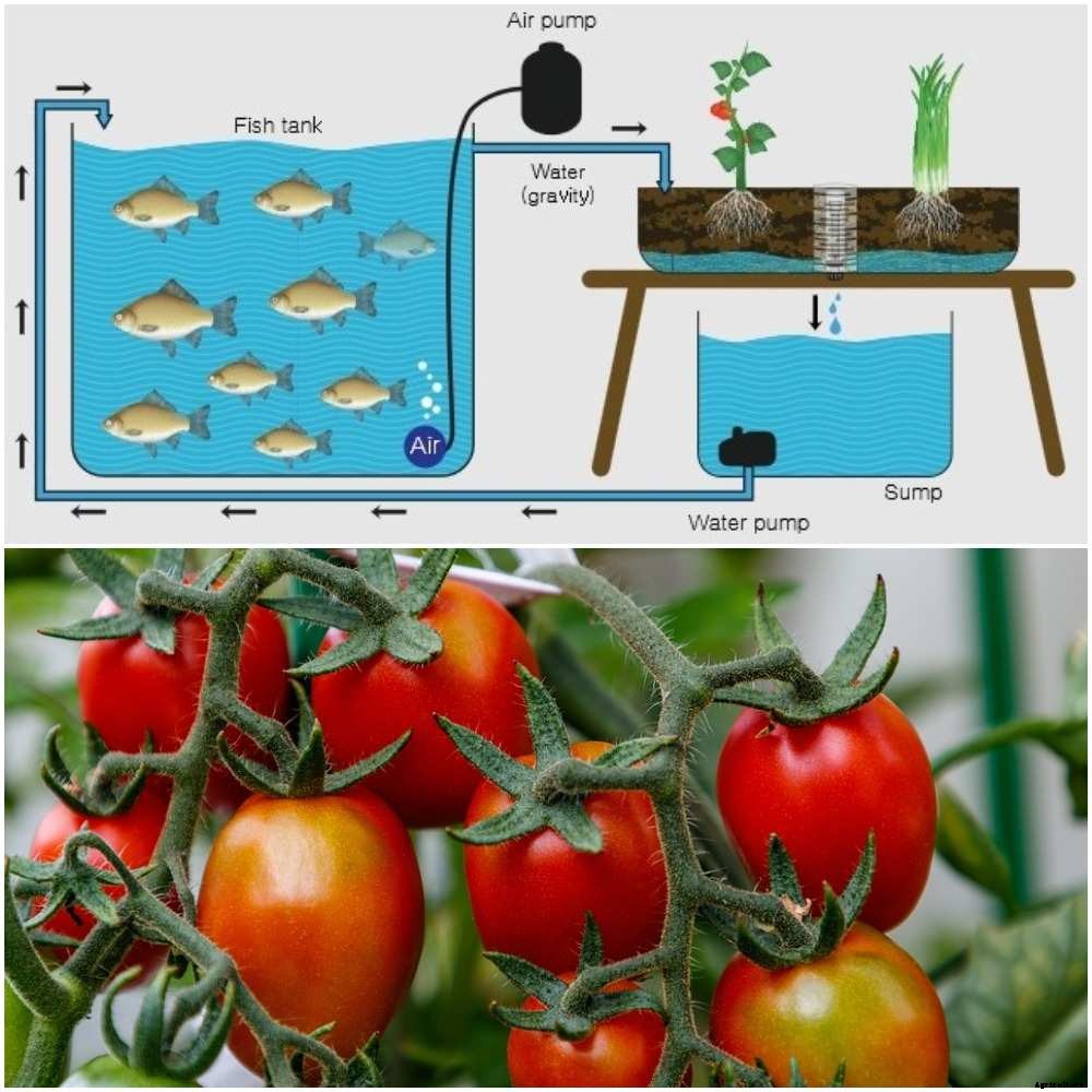 Growing Aquaponic Tomatoes; Aquaponic Tomato Issues