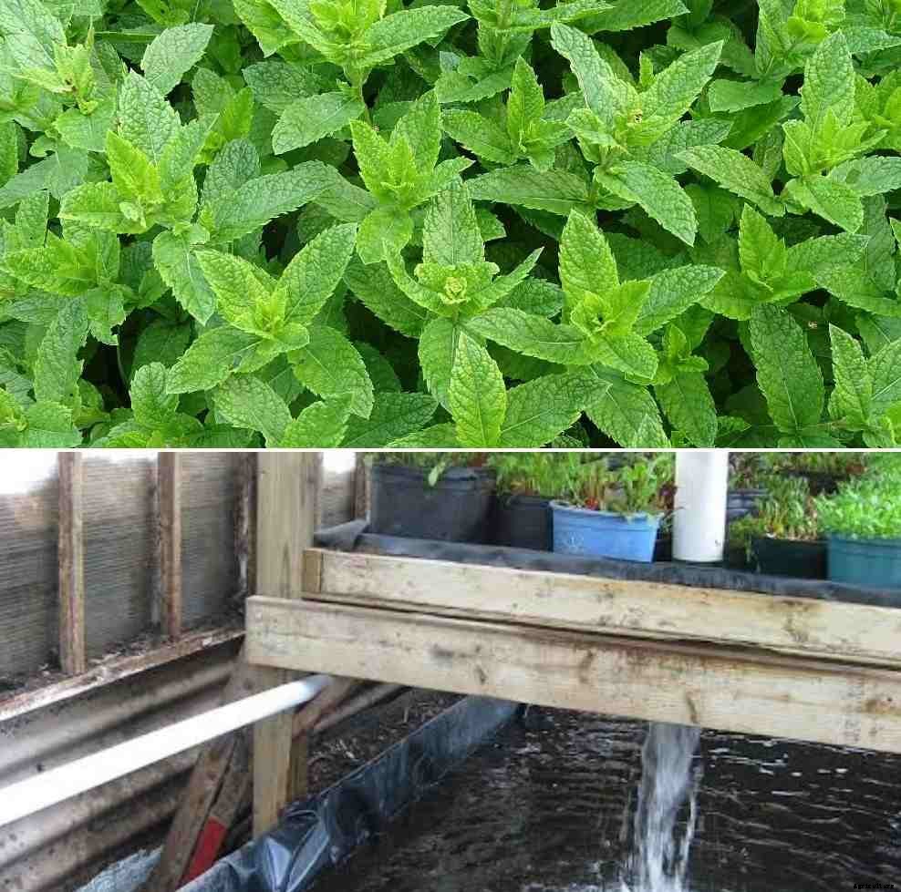 Growing Mint in Aquaponics (Pudina) – A Full Guide
