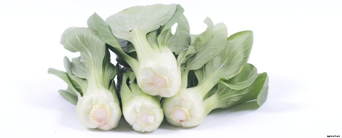 Growing Hydroponic Bok Choy – A Full Guide