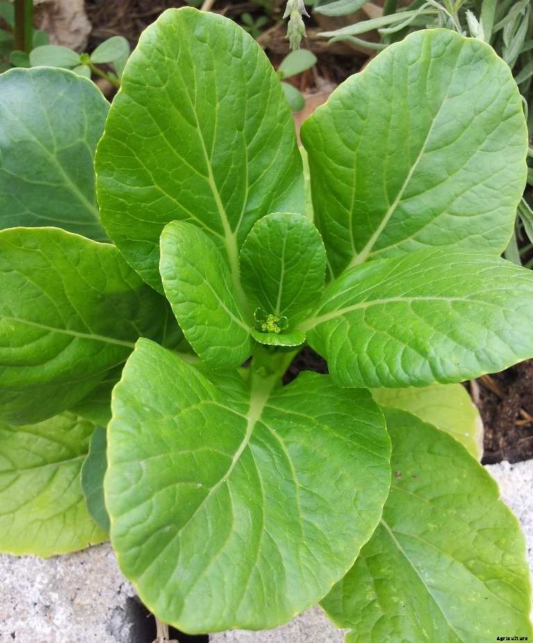 Growing Hydroponic Bok Choy – A Full Guide