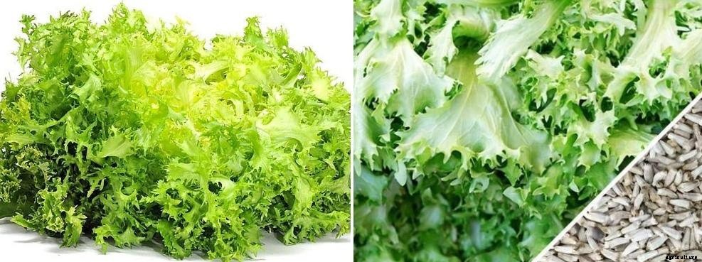 Growing Hydroponic Endive – A Full Guide