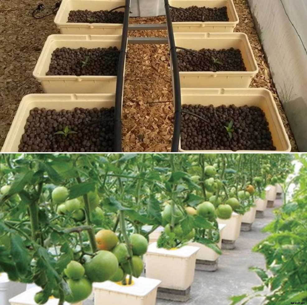 Dutch Bucket Hydroponics – A Full Guide