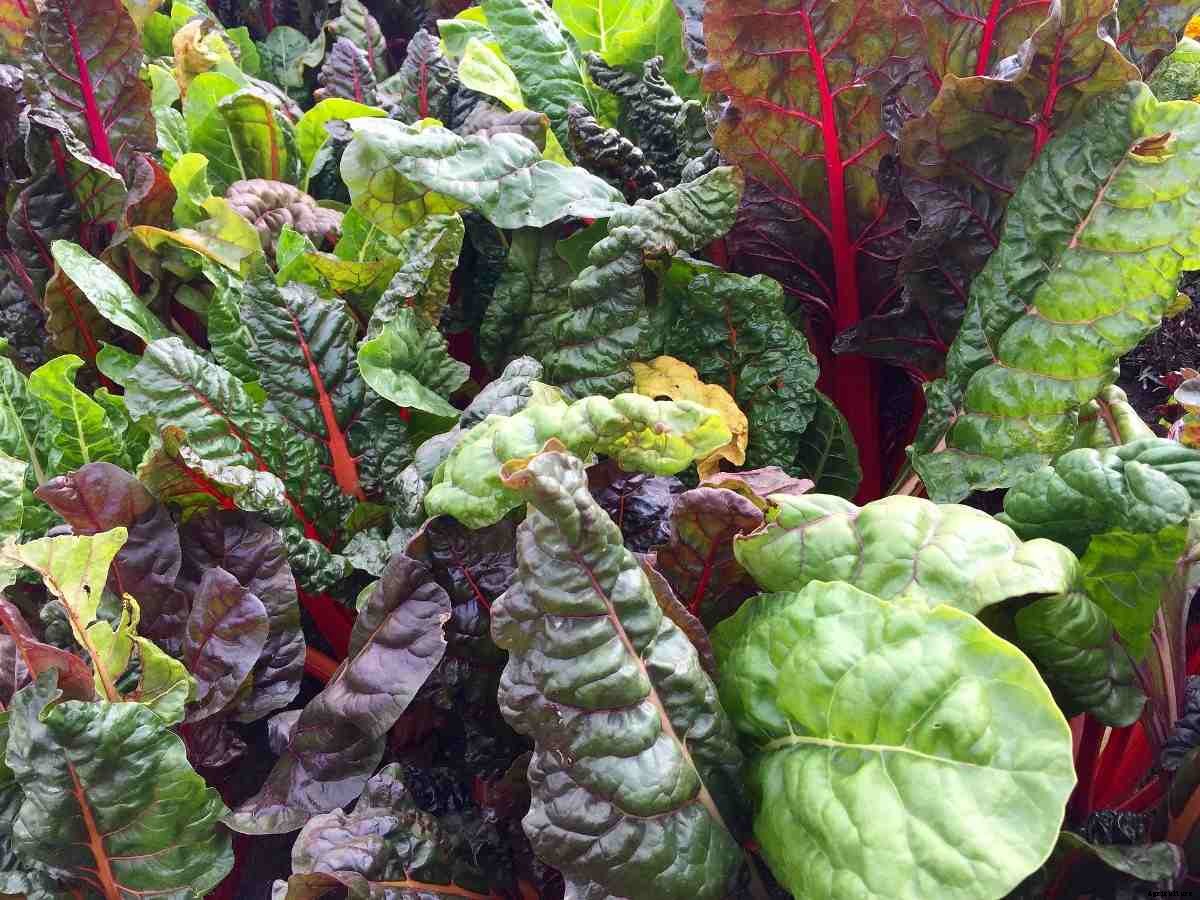 Growing Swiss Chard Hydroponically – A Full Guide