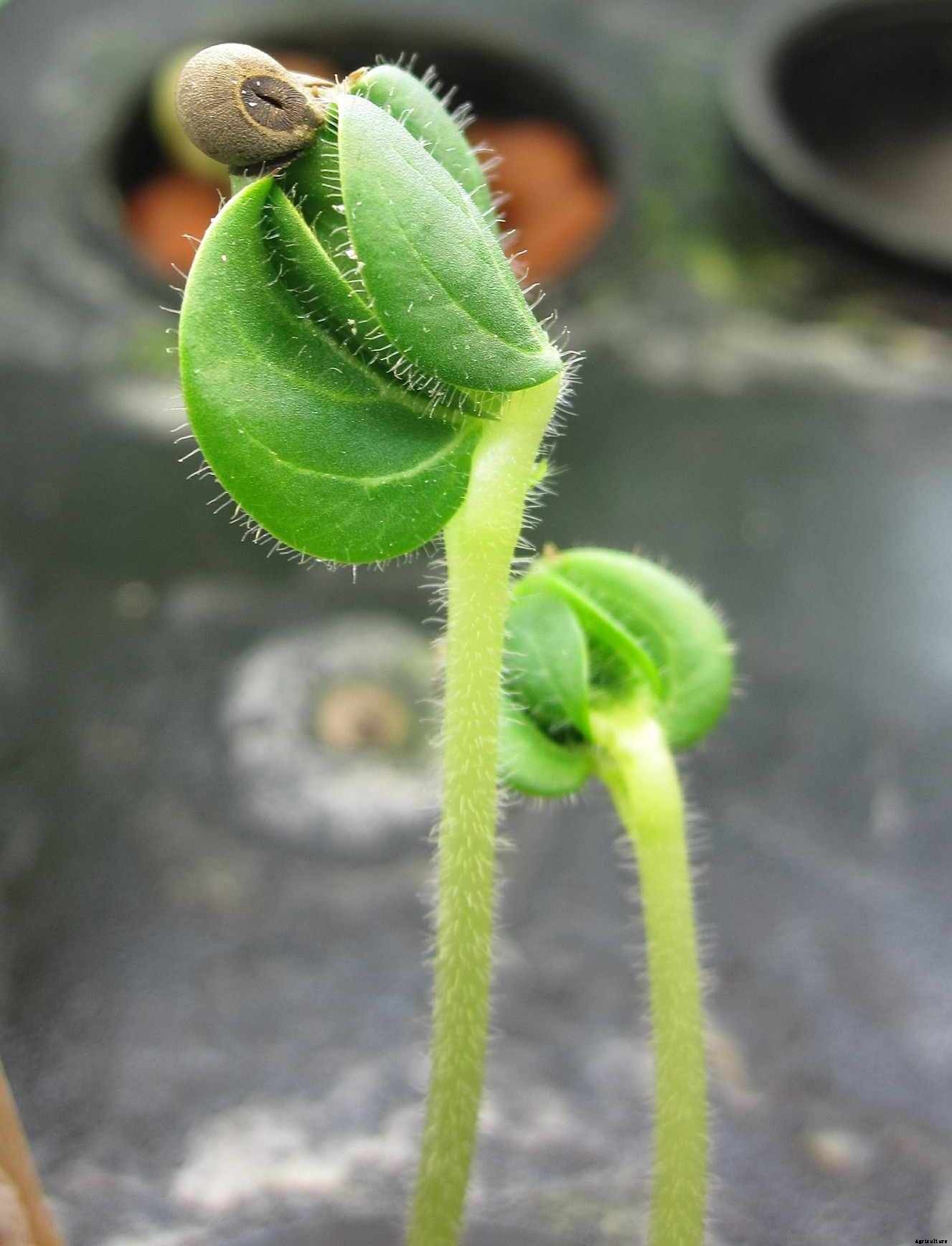 Growing Leafy Greens in Hydroponics – A Full Guide