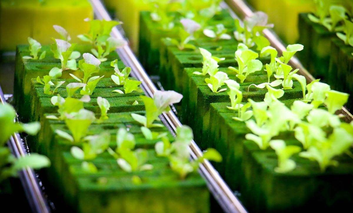 Growing Leafy Greens in Hydroponics – A Full Guide