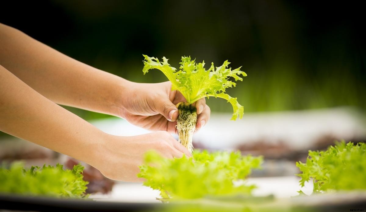 Growing Leafy Greens in Hydroponics – A Full Guide