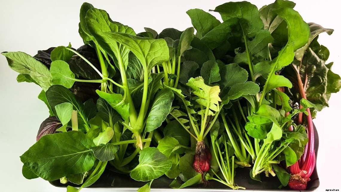 Growing Leafy Greens in Hydroponics – A Full Guide