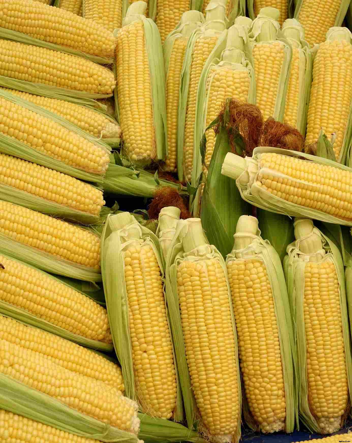 Growing Hydroponic Corn – A Full Guide