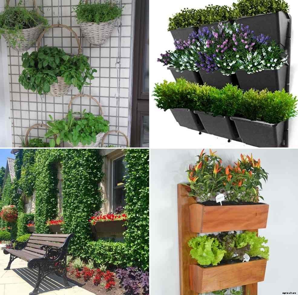 Vertical Garden Design Ideas for Beginners