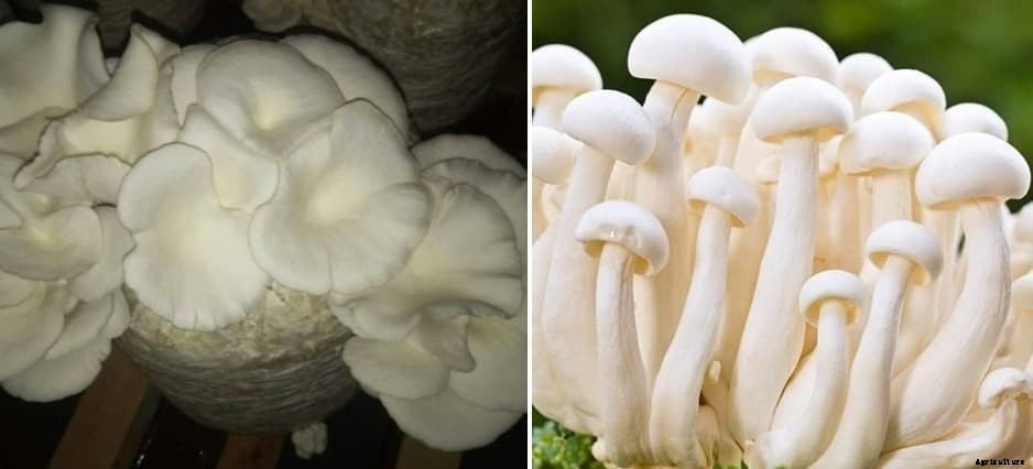 Growing Mushrooms in Hydroponics – A Full Guide