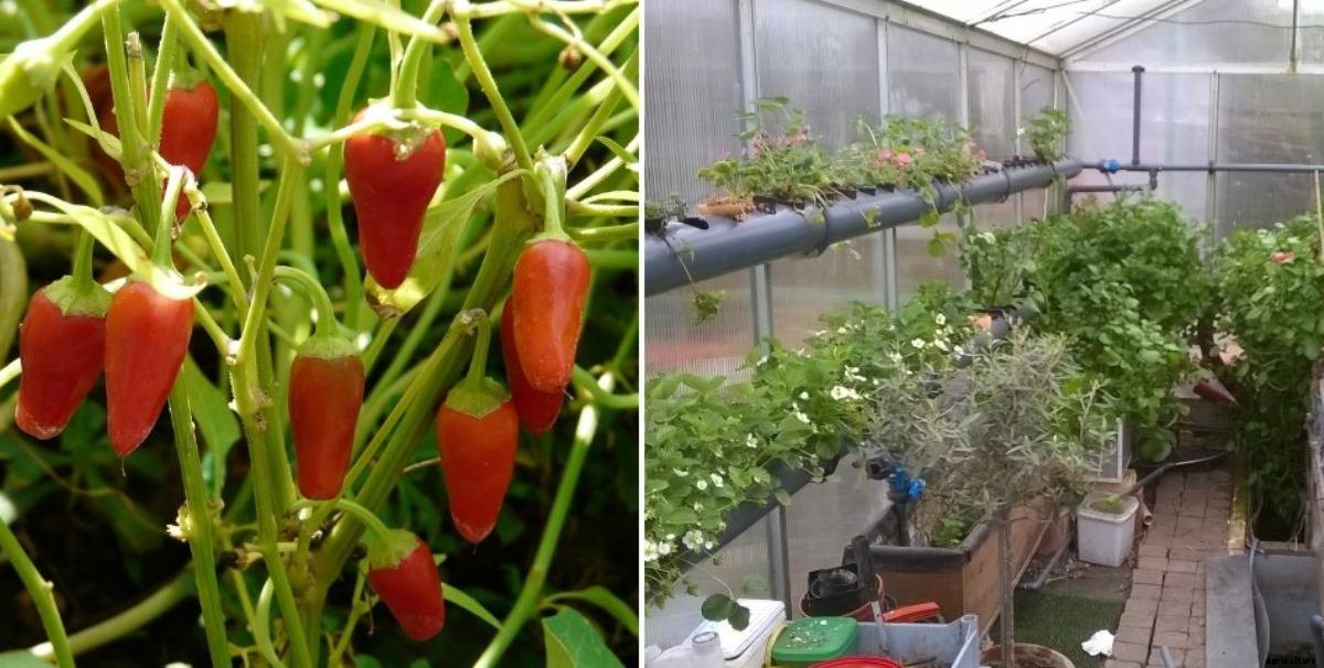 Aquaponics Technique, Advantages and Care