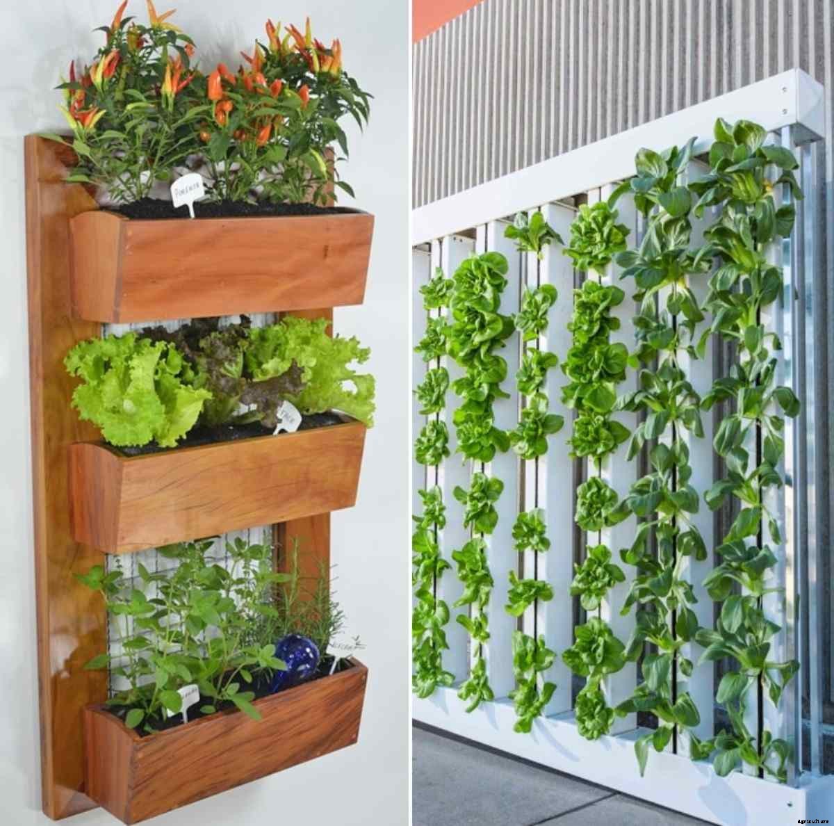 Suitable Plants for Vertical Gardening – A Full Guide