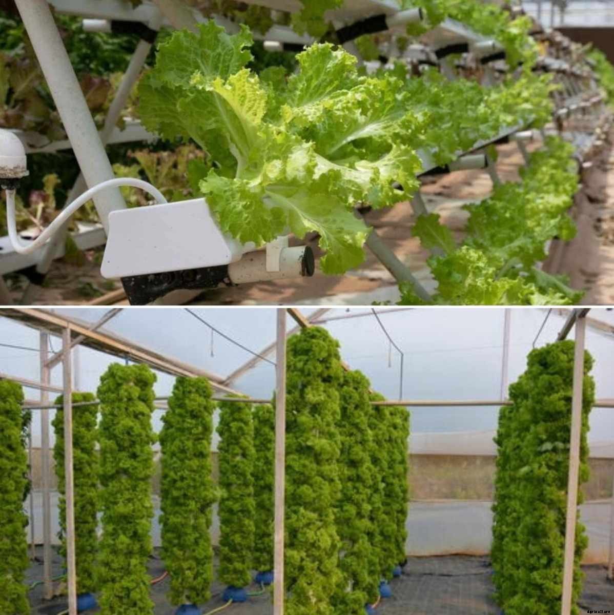 Aeroponics Vs Hydroponics – A Full Guide