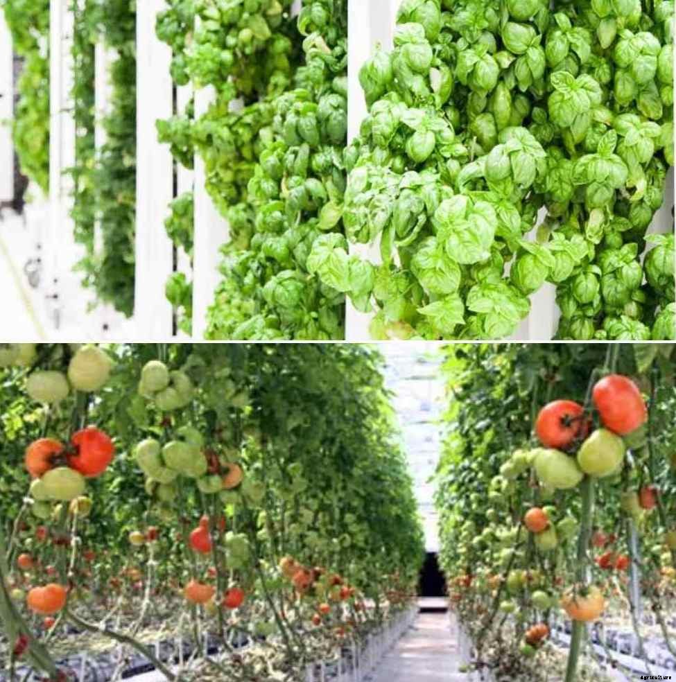 Vertical Vegetable Garden Ideas, Design and Layout