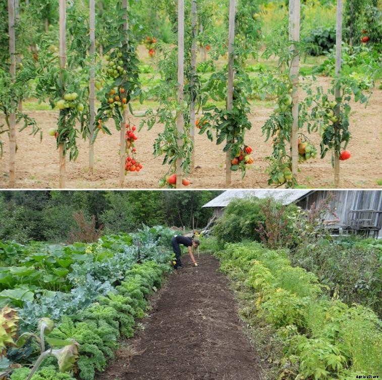 Starting a Vegetable Garden from Scratch – A Full Guide