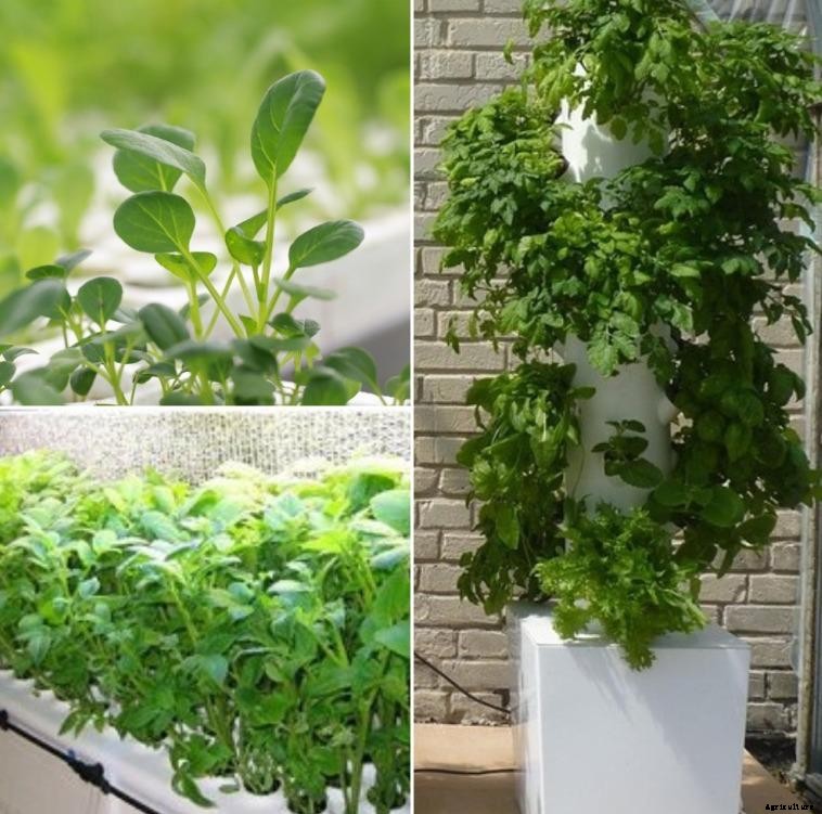 Aeroponic Nutrients Information – A Full Guide