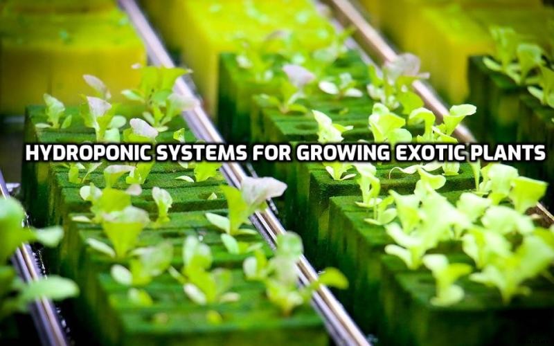 Growing Exotic Hydroponic Plants – A Full Guide