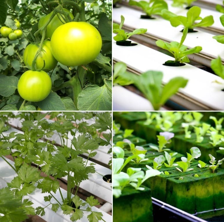 Profitable Hydroponic Crops – A Full Guide