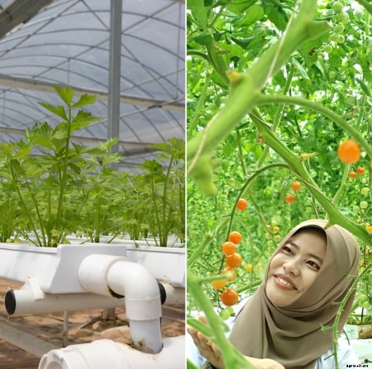 Advantages of Hydroponics – A Full Guide