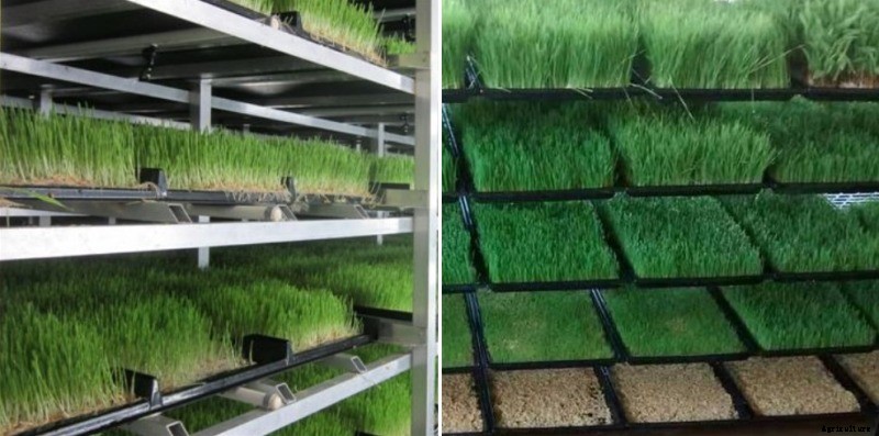 Growing Hydroponic Fodder (Forage) – A Full Guide