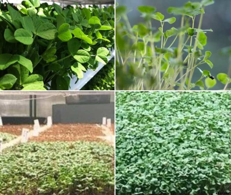 Growing Hydroponic Microgreens – A Full Guide