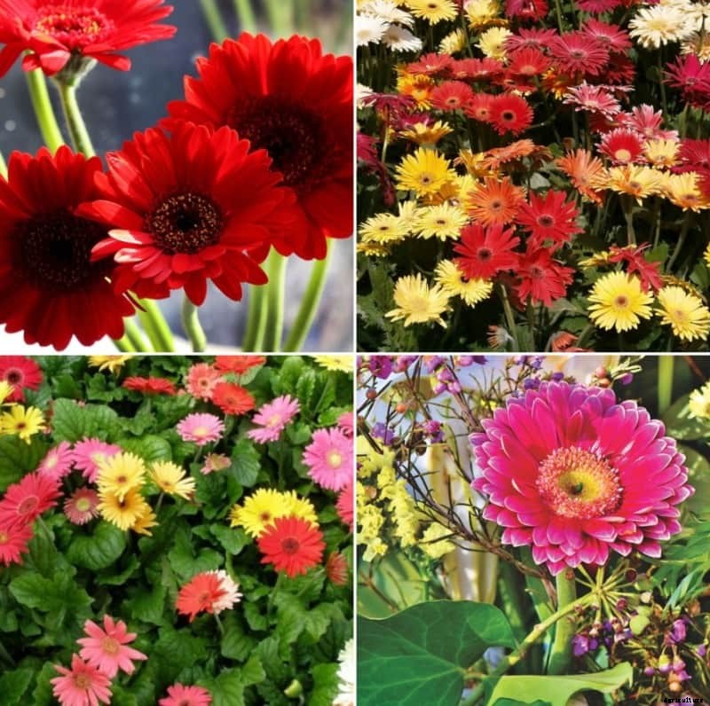 Growing Hydroponic Gerbera Daisy – A Full Guide