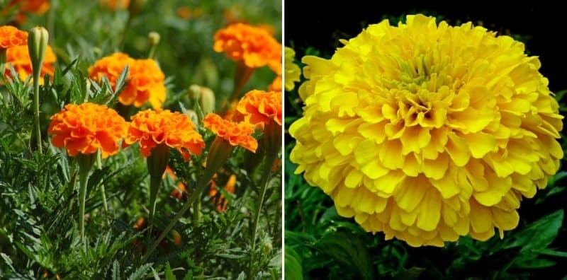 Growing Hydroponic Marigold – A Full Guide