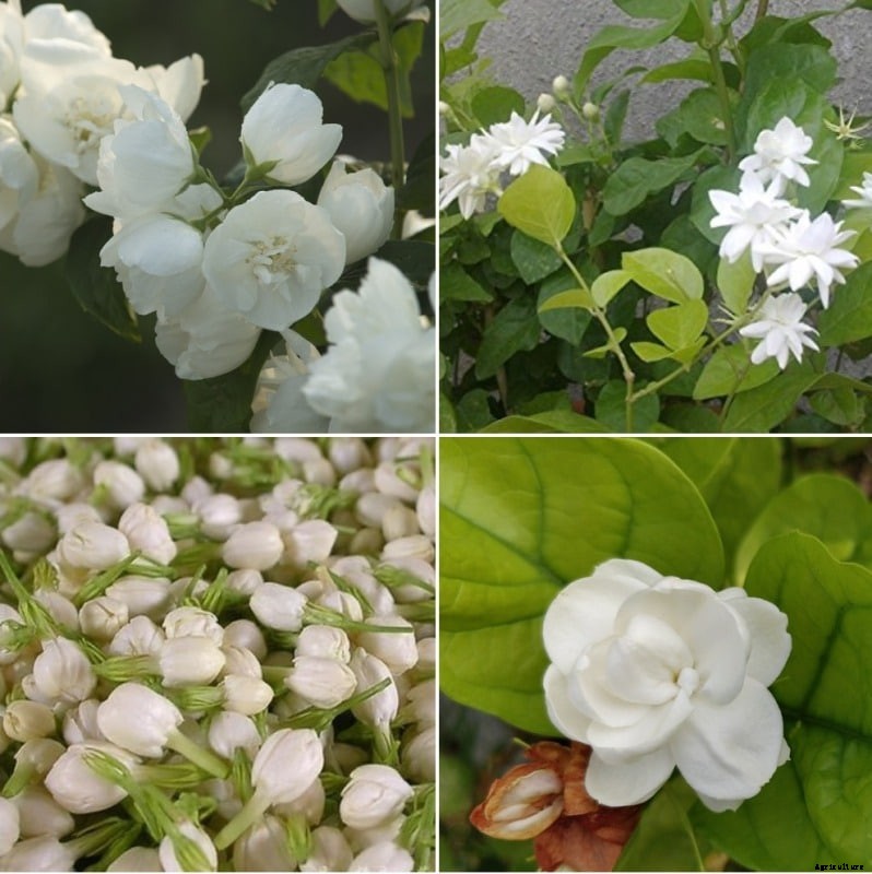Growing Jasmine Hydroponically – A Full Guide