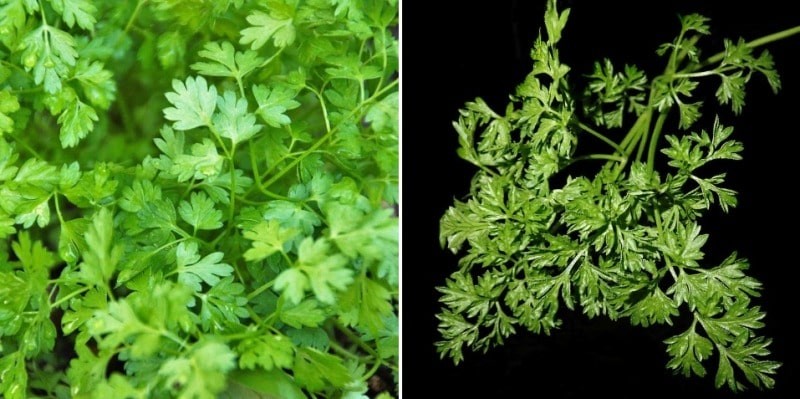 Growing Hydroponic Chervil Herb – A Full Guide