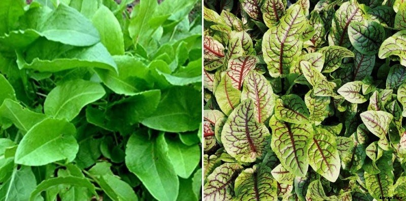 Growing Sorrel Hydroponically – A Full Guide