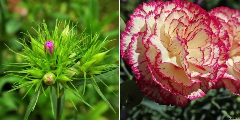 Hydroponic Carnation Gardening – A Full Guide