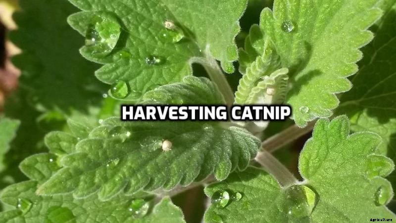 Growing Catnip Hydroponically – A Full Guide