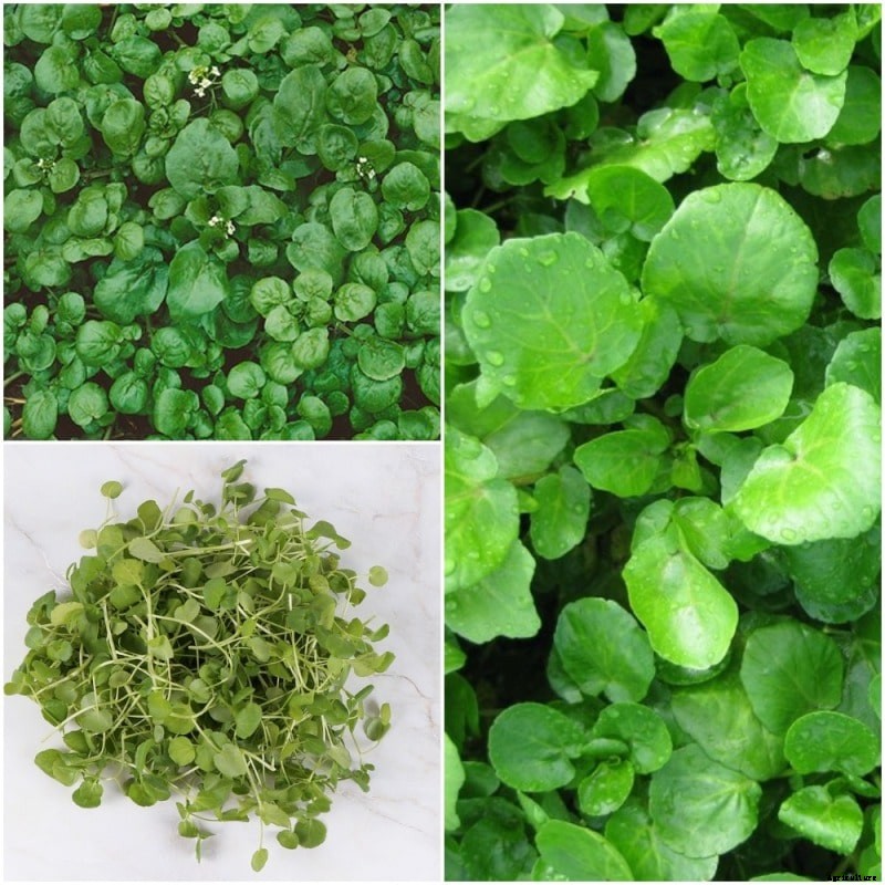 Growing Watercress Hydroponically – A Full Guide