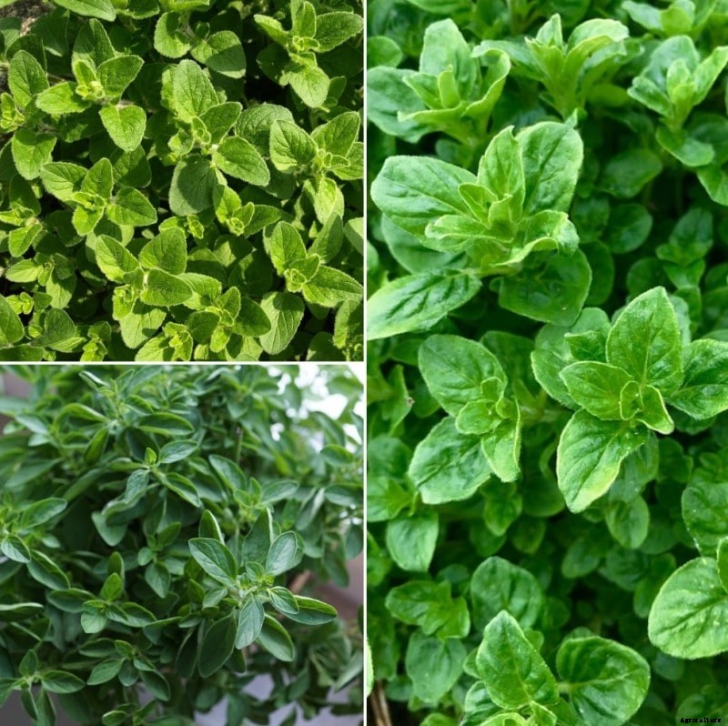 Growing Oregano Hydroponically – A Full Guide