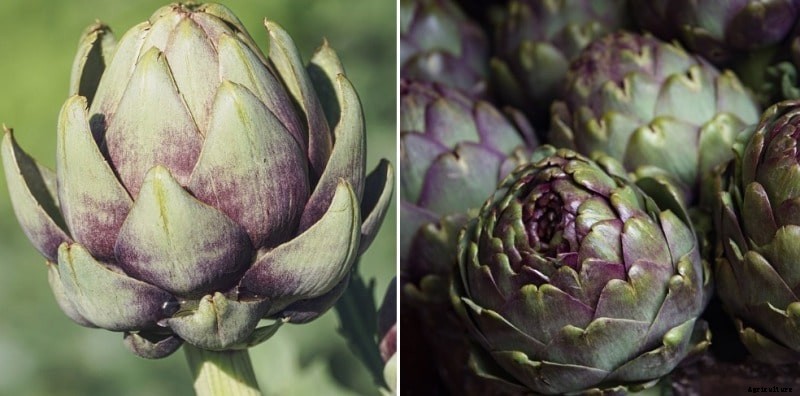 Growing Artichoke Hydroponically – A Full Guide