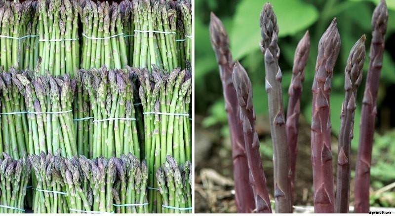 Growing Asparagus Hydroponically – A Full Guide