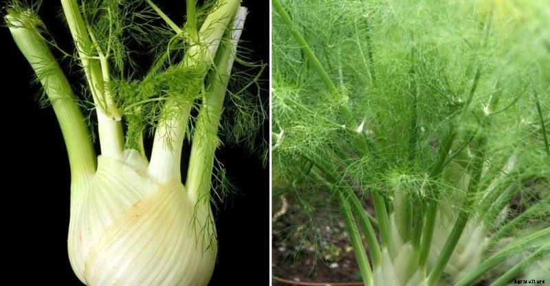 Growing Fennel Hydroponically – A Full Guide