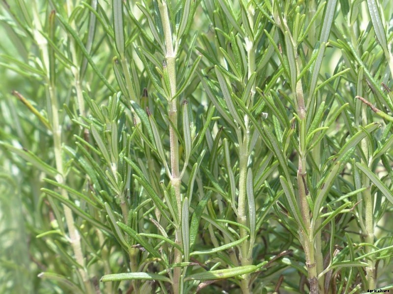 Growing Rosemary Hydroponically – A Full Guide