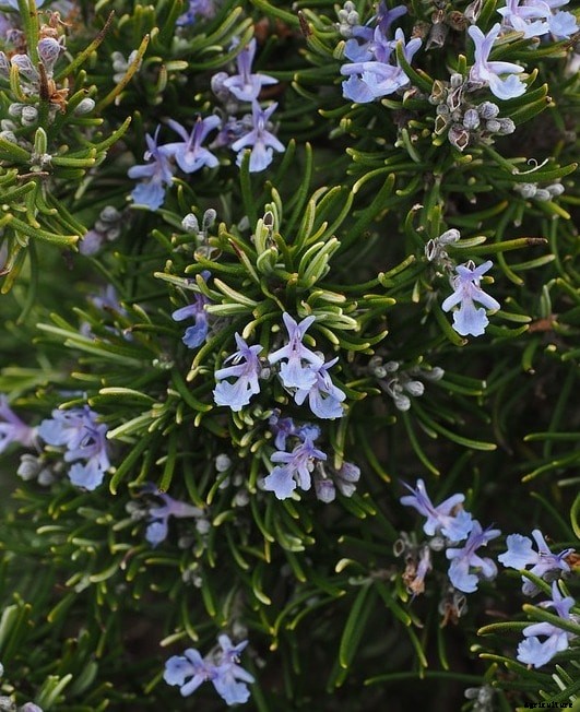 Growing Rosemary Hydroponically – A Full Guide