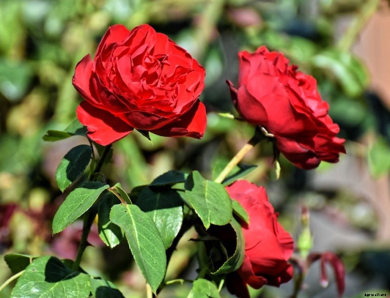 Growing Rose Hydroponically; Hydroponic Rose Nutrients