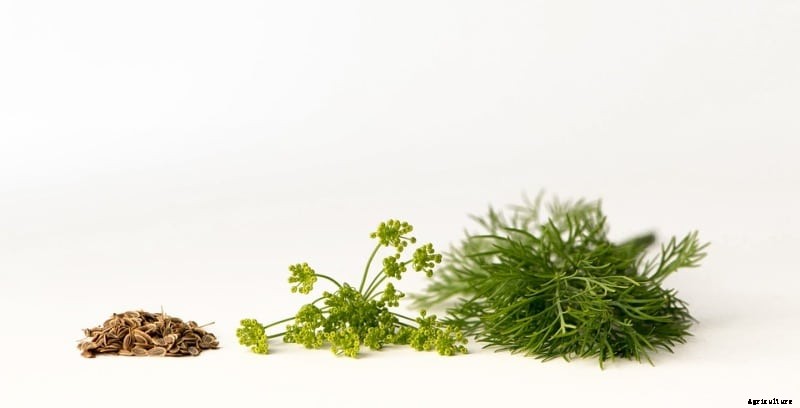 Growing Dill Hydroponically from Seeds – A Full Guide