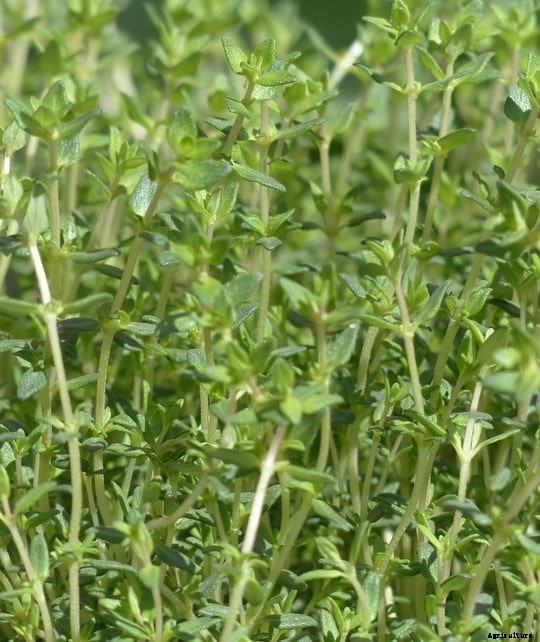 Growing Thyme Hydroponically from Seed – A Full Guide